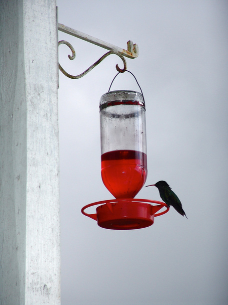 Colibri πουλί Τζαμάικα μικρό - Φωτογραφία, εικόνα