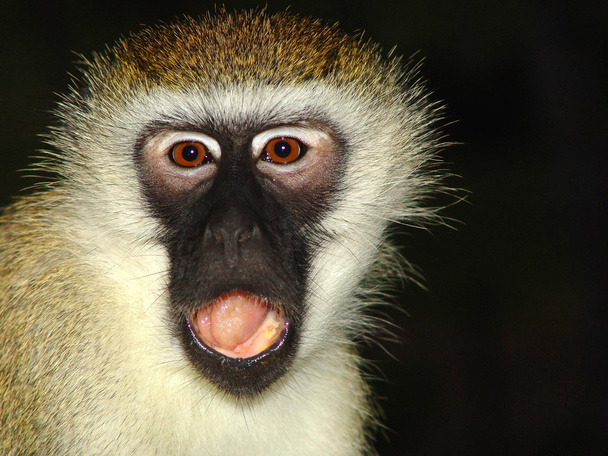 Apina on raivoissaan
  - Valokuva, kuva