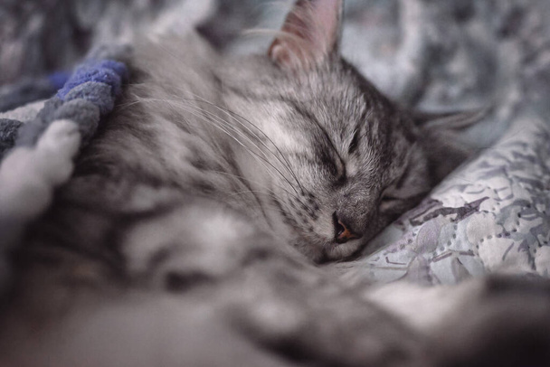 Harmaa kissa nukkuu pehmeän peiton peitossa. Silmät kiinni, syvä uni. Pinnallinen syvyys kentän, pehmeä painopiste. - Valokuva, kuva