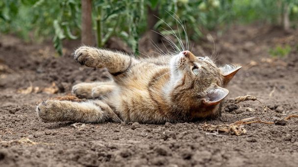 Eine gestromte Katze liegt auf dem Boden in einem Bett neben Tomatenbüschen - Foto, Bild