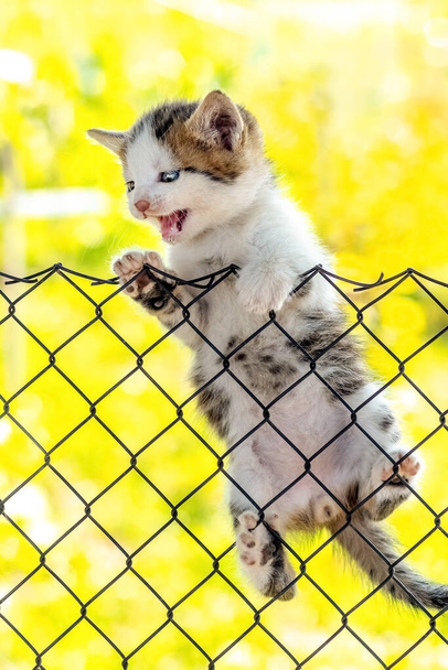 A small restless cat climbs on a metal grid - Foto, Imagen