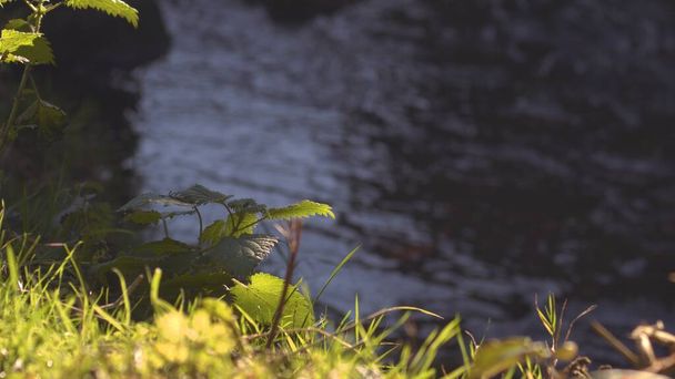 Nokkoset luonnollisen vesivirran sivussa taustamateriaalina kuvattuna valikoiva fokus - Valokuva, kuva