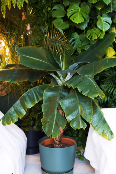 花器内のバナナヤシの木。室内光の熱帯植物 - 写真・画像