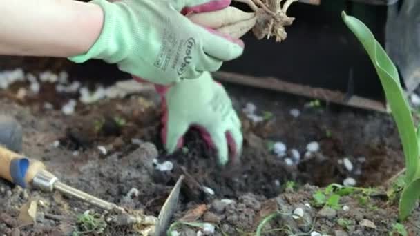 Samica ogrodnik sadzi kłącza dahlii w ziemi w ogrodzie. Sadzenie bulwy kwiatów dahlii w wiosennym ogrodzie kwiatowym. Uprawa dahlii, ogrodnictwo. Ukraina, Kijów - 8 maja 2022 - Materiał filmowy, wideo