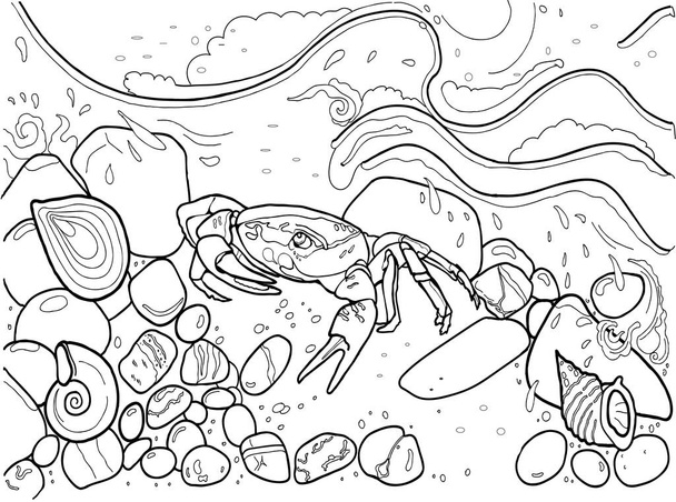 Vector Vintage Crab Drawing. Ručně kreslené monochromatické mořské plody ilustrace obrysu - Vektor, obrázek