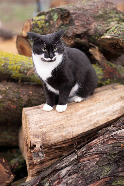 Черно-белая кошка на бревнах в холодное время года. кошка с красивыми усами на улице. кошачьи уши отвернулись. - Фото, изображение