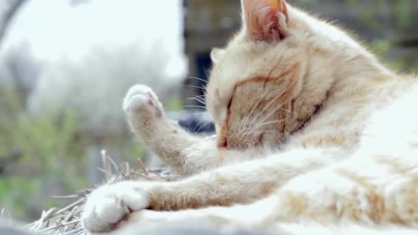 lähikuva punaisesta kotimaisesta kissasta, nuolee tassujaan ja pesee kasvonsa heinissä lämpimänä kesäpäivänä. Rauhallisesti lepää hauska oranssi tabby kissa makaa kadulla. Suloinen lemmikki paistattelee auringossa - Materiaali, video