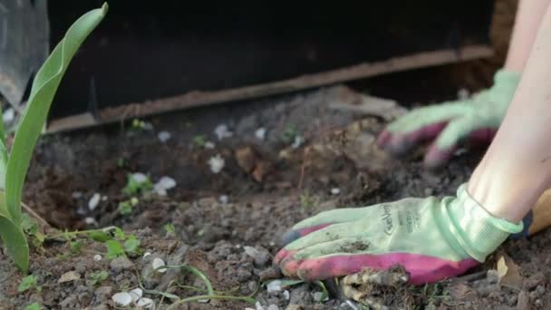 The gardener rakes the earth for planting and gardening. Womens hands in gloves hold a garden tool and loosen the ground, caring for garden plants and growing them. Ukraine, Kyiv - May 8, 2022 - Video, Çekim