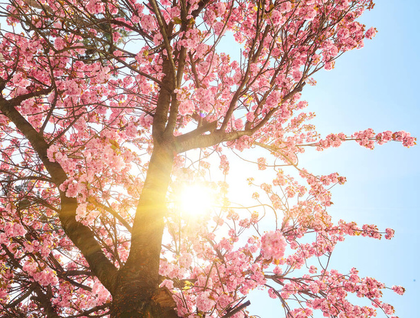 Cherry Blossoms in spring with Soft focus, Sakura season, Background. - Foto, immagini