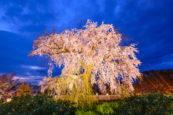 Huilen kersenbloesem Tree - Foto, afbeelding
