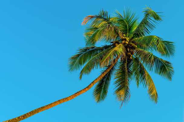 tiro horizontal - coqueiros verdes e céu azul
 - Foto, Imagem