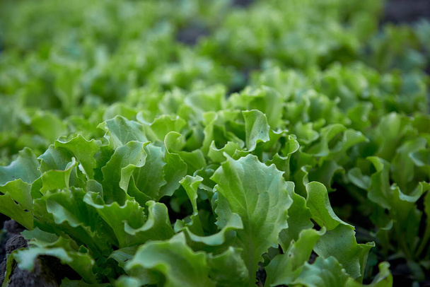  Fresh lettuce background. Spring work. Healthy food concept. Organic food. - Photo, Image