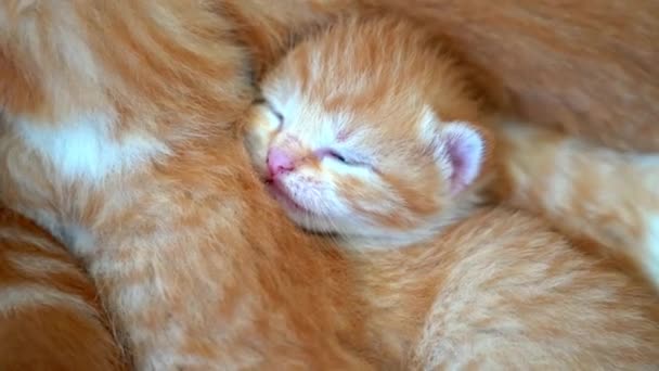 Novorozená červená kočka spící na vtipné póze. Skupina malých roztomilých zrzavých koťátek. Spát v útulném spánku. Pohodlné domácí mazlíčci spát v útulném domě. Roztomilý domácí mazlíčci. Domácí zvíře Mladá koťátka. Video 4k - Záběry, video