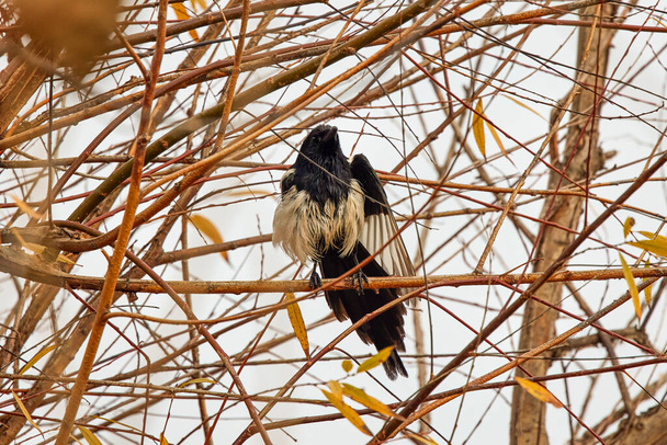 An adult common magpie (Pica pica) sits on a branch wet from the rain. - Foto, imagen