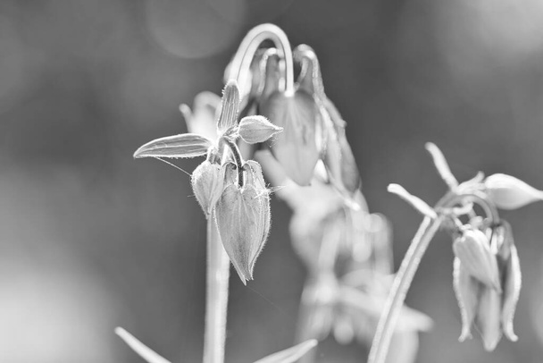 Dzika orchidea na łące. Czarno-biały strzał. Kwiat zdjęcia z natury. Krajobraz zdjęcie - Zdjęcie, obraz