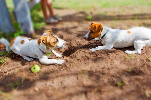 Jack Russells puppies graven een gat in de grond. - Foto, afbeelding