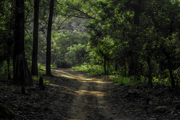 Belo caminho na densa floresta do Parque Nacional Jim Corbett Índia  - Foto, Imagem