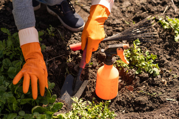 Садовники вручную сажают и собирают овощи на заднем дворе. Садовник в перчатках готовит почву для рассады - Фото, изображение