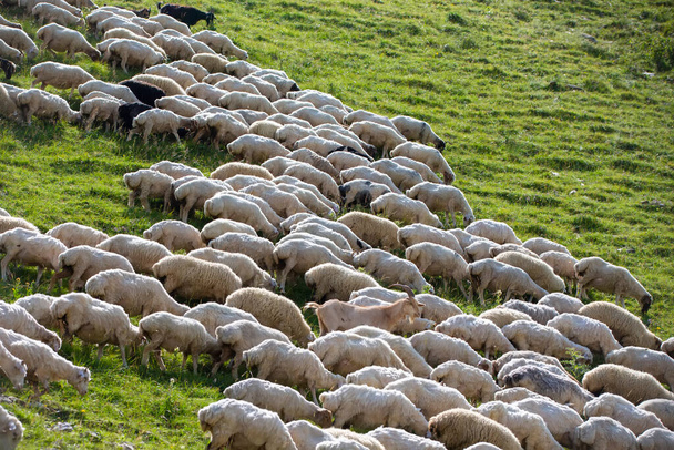 Kuddes schapen grazen op de hellingen van de bergen. - Foto, afbeelding
