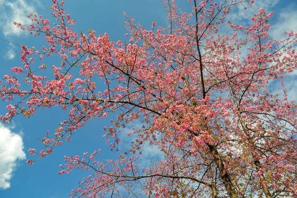 Magiczne Drzewo Kwitnącej Wiśni w Himalajskiej górze Kalimpong. - Zdjęcie, obraz