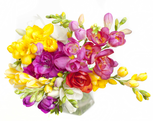Hermoso ramo de colorida freesia
 - Foto, Imagen