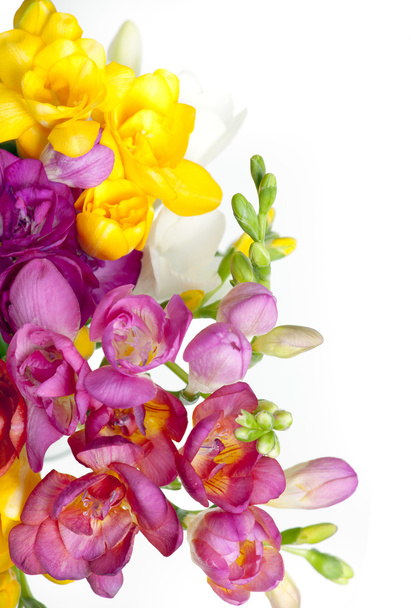 Hermoso ramo de colorida freesia
 - Foto, Imagen