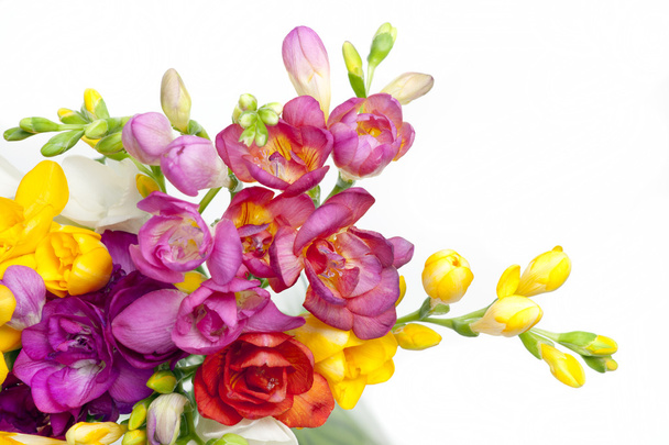 Hermoso ramo de colorida freesia
 - Foto, imagen