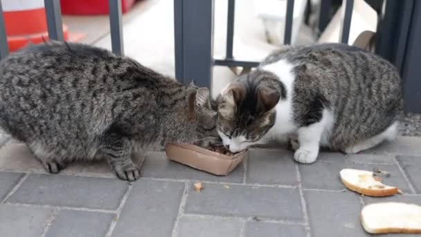 Des chats errants mangeant dans la rue. Un groupe de chats de rue sans abri et affamés mangeant de la nourriture donnée par des bénévoles. Nourrir un groupe de chats errants sauvages, concept de protection et d'adoption des animaux. - Séquence, vidéo