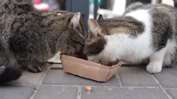 hungry homeless street cats eating on the street.  - Séquence, vidéo
