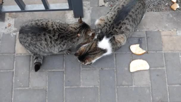 Stray cats eating on the street. A group of homeless and hungry street cats eating food given by volunteers. Feeding a group of wild stray cats, animal protection and adoption concept. - Footage, Video