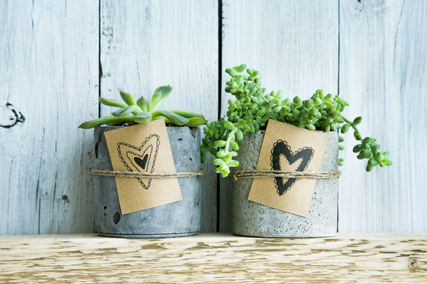 Два суккулента в бетонном горшке и подарочная бирка с нарисованными вручную сердцами
. - Фото, изображение