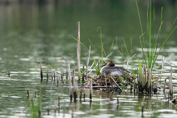 Grebe Wielki Crested, Podiceps cristatus, ptak wodny siedzący na gnieździe, na zielonym jeziorze, ptak w naturze - Zdjęcie, obraz