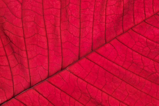 Red Poinsettia leaf (Euphorbia pulcherrima) abstract macro with vein details. Backlit full frame image. - Foto, Imagen