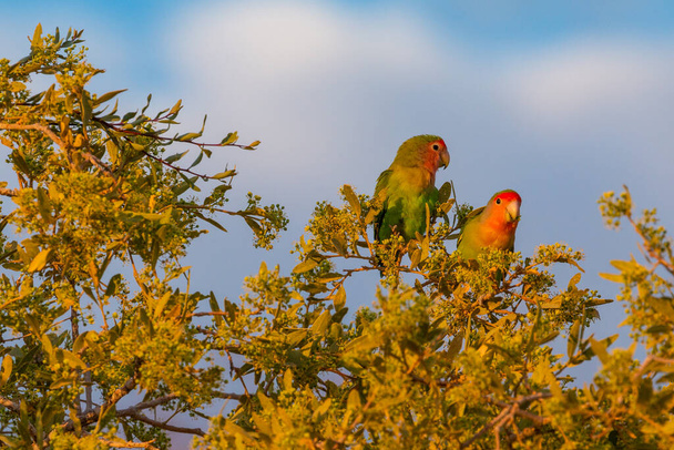 The rosy-faced lovebird . Species of lovebird native to arid regions in southwestern Africa such as the Namib Desert. Mowani, Damaraland, Namibia, South Africa. - Photo, Image