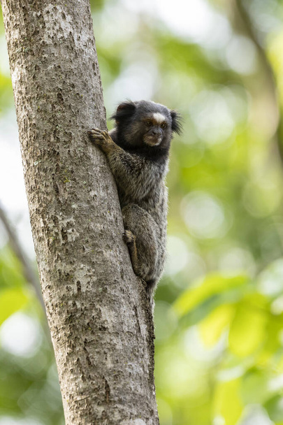 Η μαϊμού στο δέντρο. Το Black-tufted marmoset επίσης γνωστό ως Mico-Estrela είναι μια τυπική μαϊμού από την κεντρική Βραζιλία. Είδος Καλλιθριξ πενικιλάτα. Εραστής ζώων. - Φωτογραφία, εικόνα