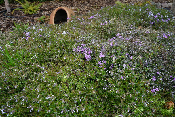 Phlox subulata kukkii violetti kukkia puutarhassa huhtikuussa. Phlox subulata, hiipivä leimukukka, sammal leimukukka, sammalta vaaleanpunainen tai vuori leimukukka, on laji kukinnan perheen Polemoniaceae. Berliini, Saksa  - Valokuva, kuva