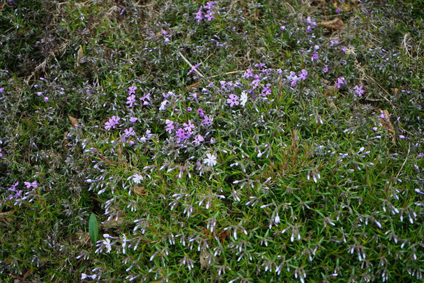 Phlox subulata blooms with purple flowers in the garden in April. Phlox subulata, the creeping phlox, moss phlox, moss pink or mountain phlox, is a species of flowering plant in the family Polemoniaceae. Berlin, Germany  - Foto, Imagen