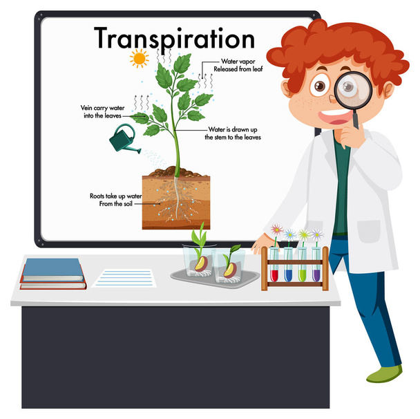 Dzieciak wyjaśniający ilustrację transpiracji roślin - Wektor, obraz