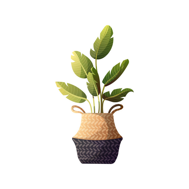 Houseplant in rattan basket. Home garden, potted plant concept. Isolated vector illustration. - Vector, Imagen