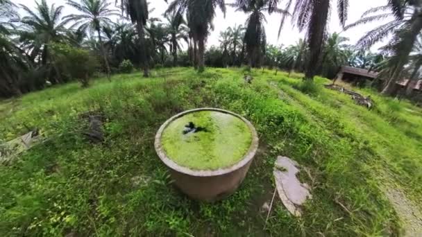 concrete well filled with floating algae sludge.  - Footage, Video