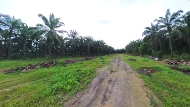 scene of the vacant agriculture land fulls of puddle and weed plant   - Footage, Video