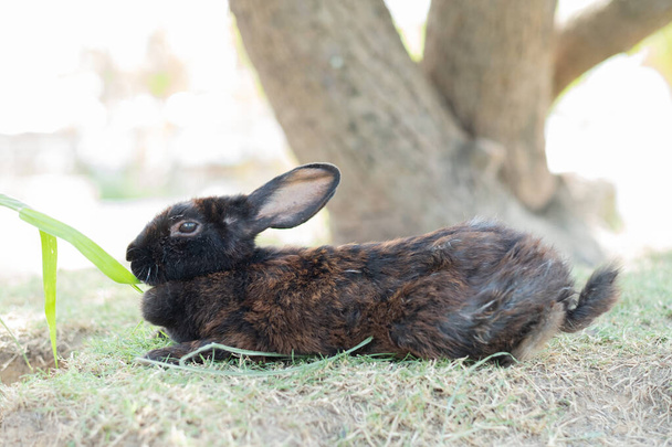 Kaninchen schlafen auf dem Boden, Kaninchen haustier, holland lo - Foto, Bild