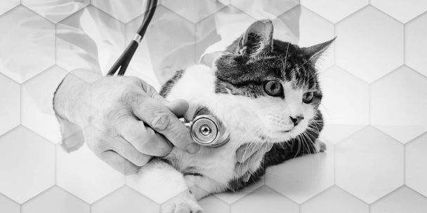 Veterinair onderzoek kat met stethoscoop, geometrisch patroon - Foto, afbeelding