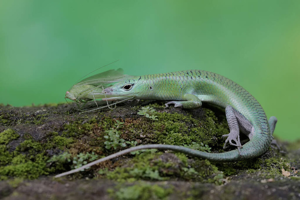 An emerald tree skink is eating a long-legged grasshopper on moss-covered rocks. This bright green reptile has the scientific name Lamprolepis smaragdina. - Photo, Image