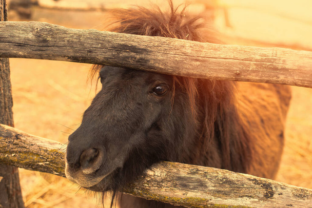 Pony in enclosure on animal farm. High quality photo - Photo, Image