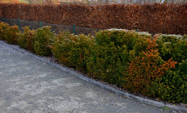 yew hedges can be shaped even very narrow ones. it grows slowly and can withstand a deeper cut into older branches. perfect barrier from a neighbor, hornbeam, gate, wire fence, playground, maze - Photo, Image