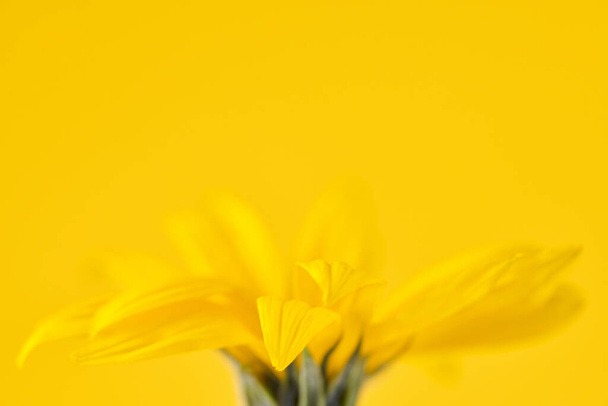 Yellow flower bud of topinambur on yellow background, top copy space, blurred yellow flower Jerusalem artichoke, beautiful soft focus backdrop. Yellow petals of wild sunflower flower close up - Photo, image