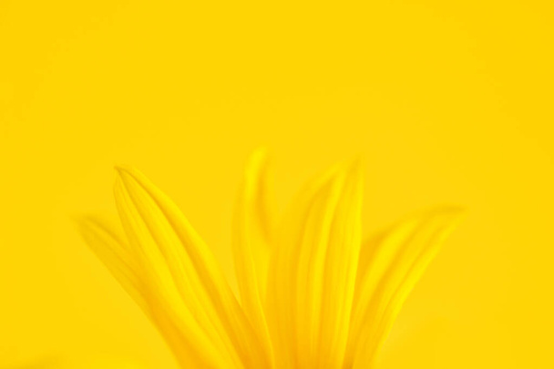 Yellow flower petals of topinambur on yellow background, top copy space, blurred yellow flower Jerusalem artichoke, beautiful soft focus backdrop. Yellow petals of wild sunflower flower close up - Photo, image