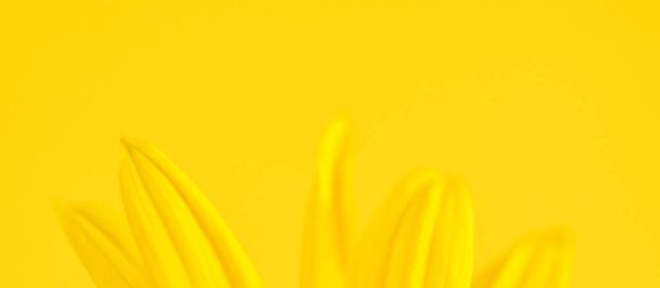 Yellow flower petals of topinambur on yellow background, top copy space, blurred yellow flower Jerusalem artichoke, beautiful soft focus backdrop. Yellow petals of wild sunflower flower close up - Foto, imagen