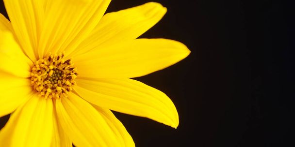 Μισό τοπιναμπούρ κίτρινο λουλούδι Ιερουσαλήμ αγκινάρα σε μαύρο φόντο, όμορφο φόντο. Πέταλα ηλιοτρόπιου σε κοντινή απόσταση, μισά άγρια ηλιοτρόπια κίτρινα πέταλα, pistil και stamen - Φωτογραφία, εικόνα